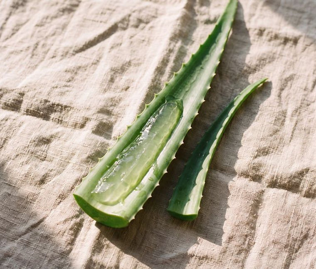A fresh aloe vera leaf cut open, clear gel welling from the edge