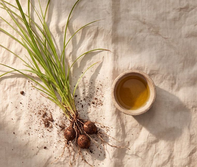 A freshly pulled nut grass plant with its tubers, beside golden oil