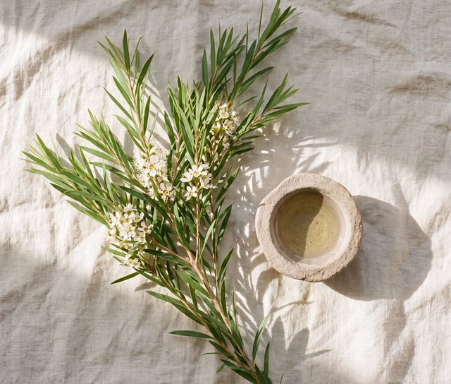 A fresh tea tree branch beside a dish of clear oil